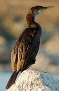 European Shag