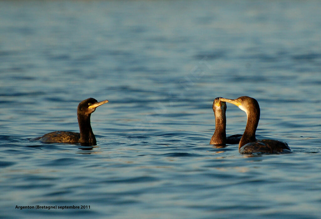 European Shag, Behaviour