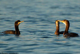 European Shag