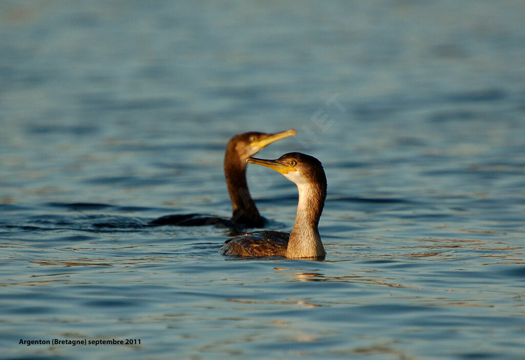 Cormoran huppéimmature