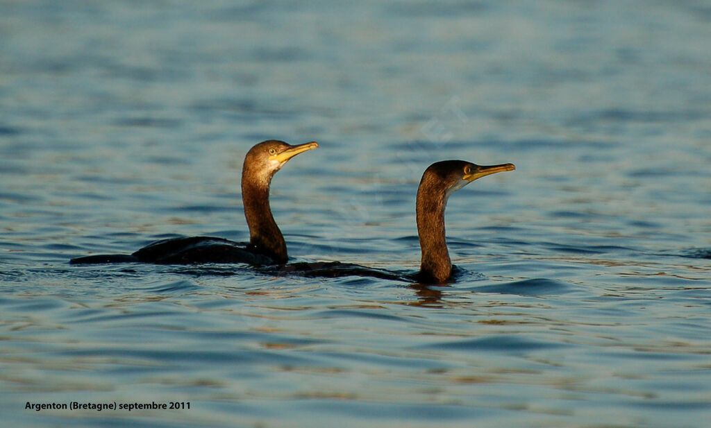 Cormoran huppéimmature