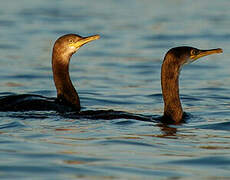 European Shag