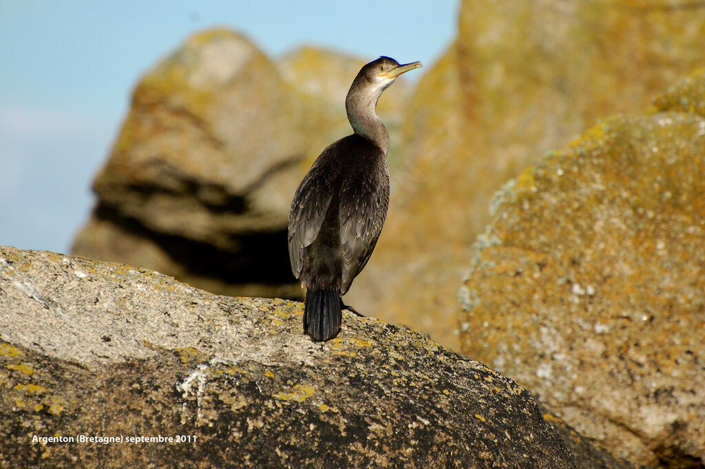 Cormoran huppé