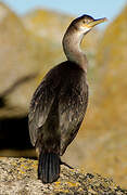 European Shag