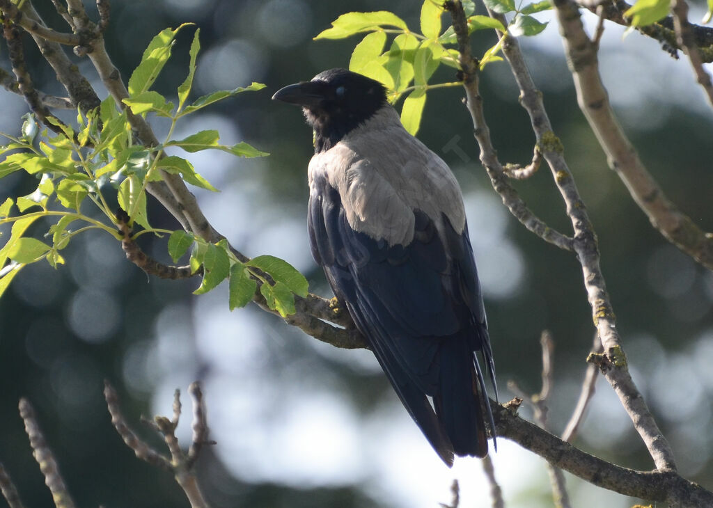 Hooded Crowadult, identification