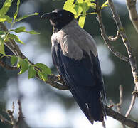 Hooded Crow