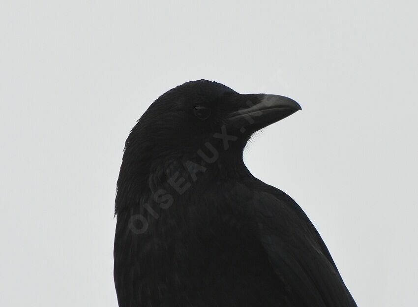 Carrion Crow