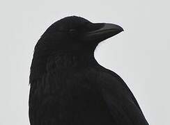 Carrion Crow