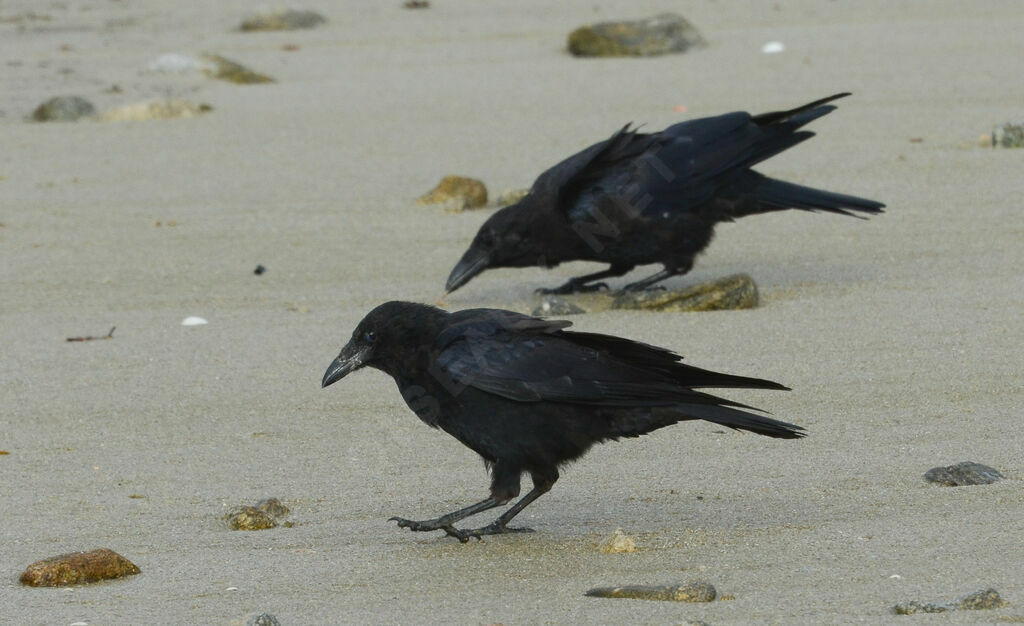 Carrion Crow