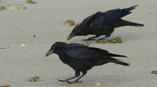 Carrion Crow