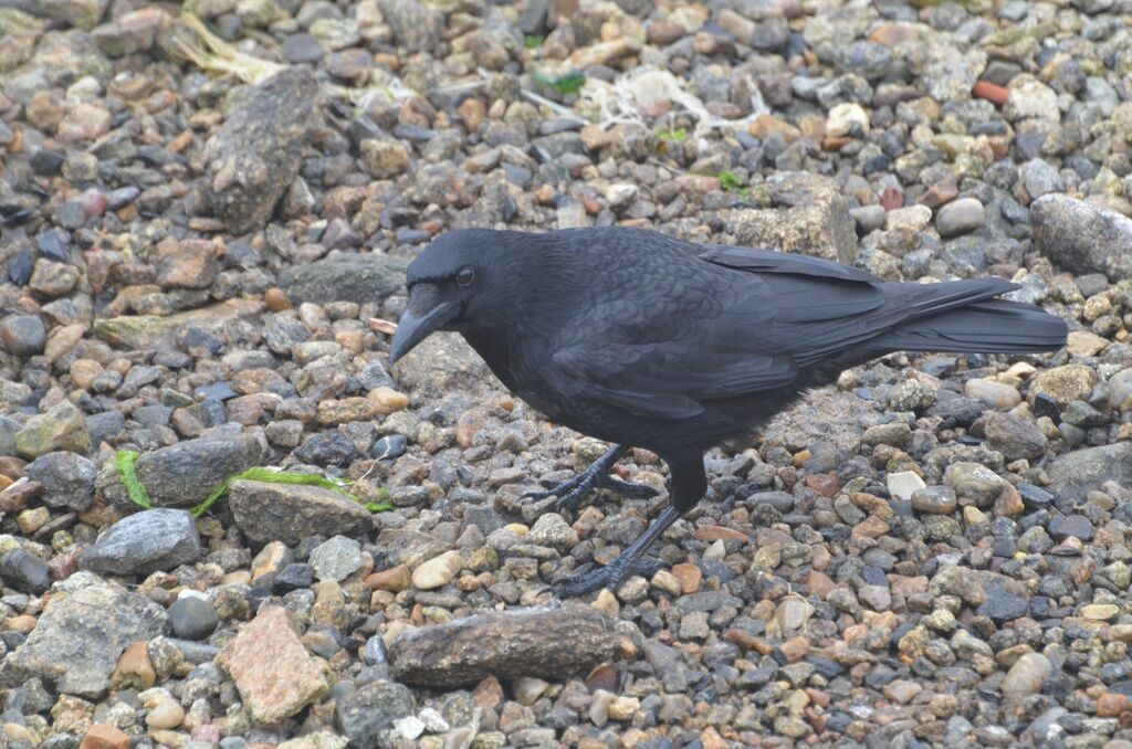 Carrion Crowadult, identification