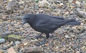 Carrion Crow