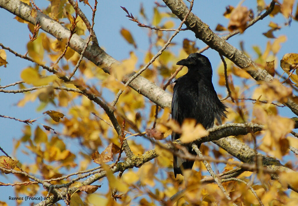 Carrion Crow