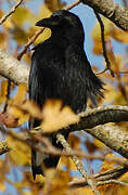 Carrion Crow