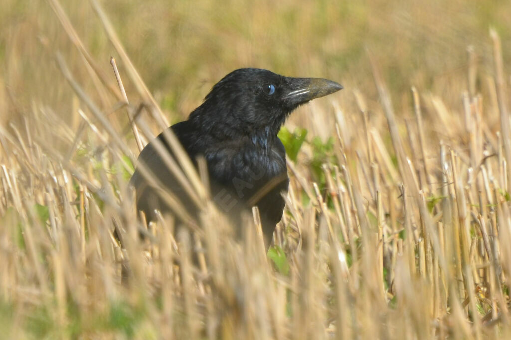 Carrion Crowadult