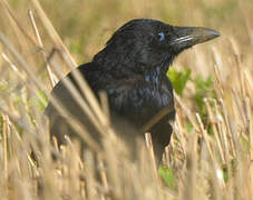 Carrion Crow