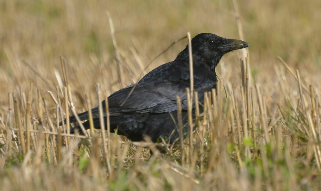 Carrion Crowadult, identification