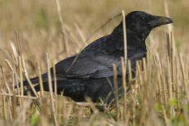 Carrion Crow