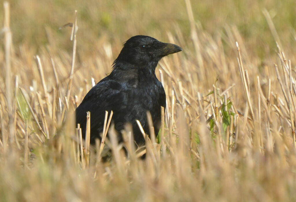 Carrion Crowadult