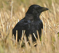 Carrion Crow