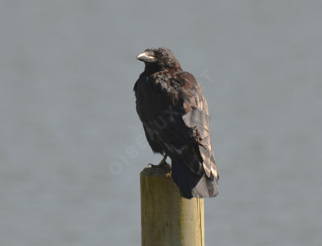 Carrion Crowadult