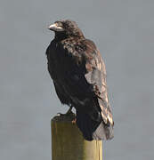 Carrion Crow