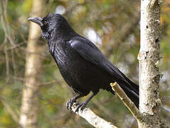 Carrion Crow