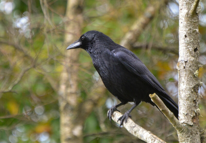 Carrion Crowadult, identification