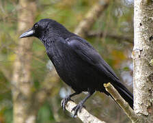 Carrion Crow