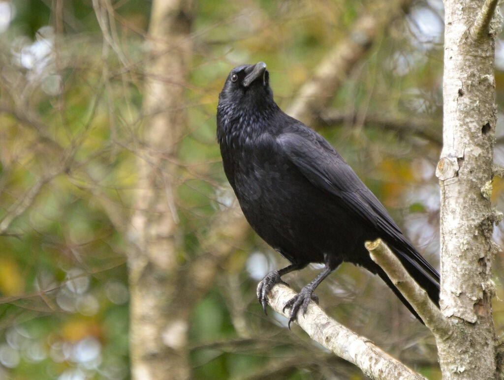 Carrion Crowadult, identification