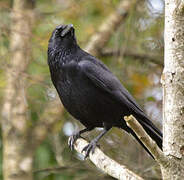 Carrion Crow