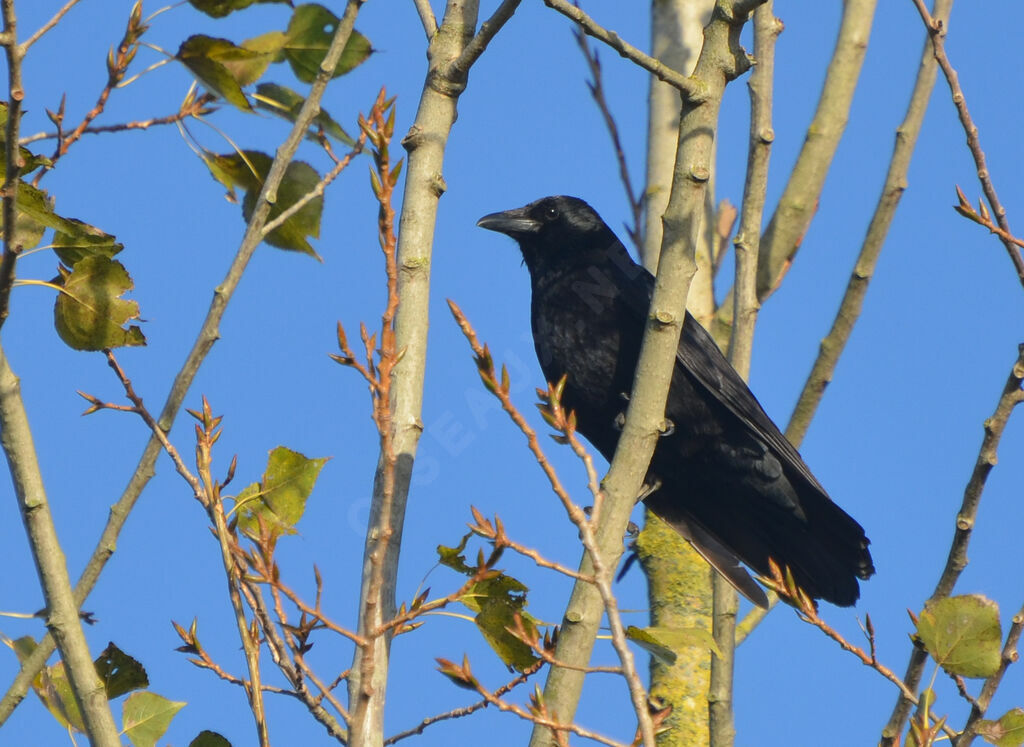 Carrion Crowadult