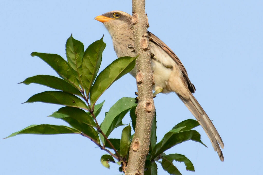 Yellow-billed Shrike