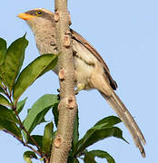 Yellow-billed Shrike