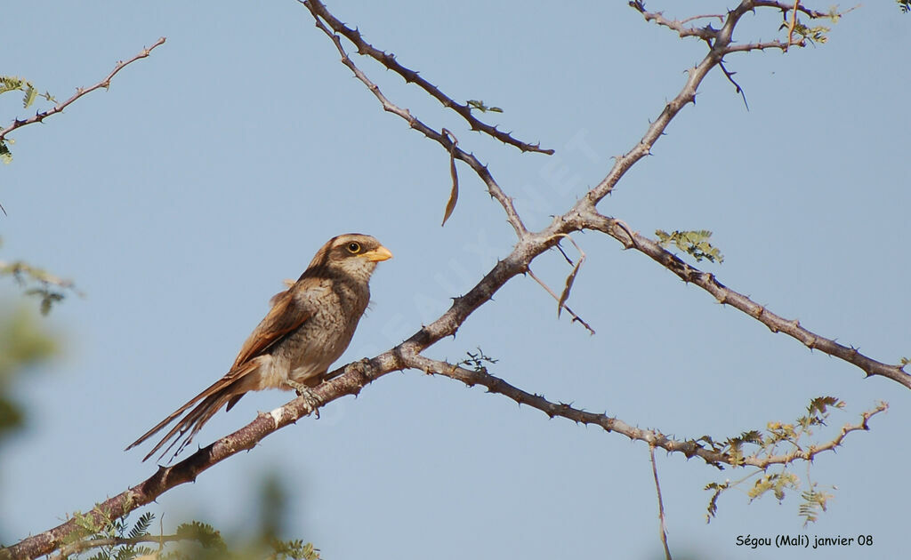 Yellow-billed Shrikeadult