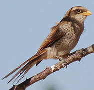 Yellow-billed Shrike