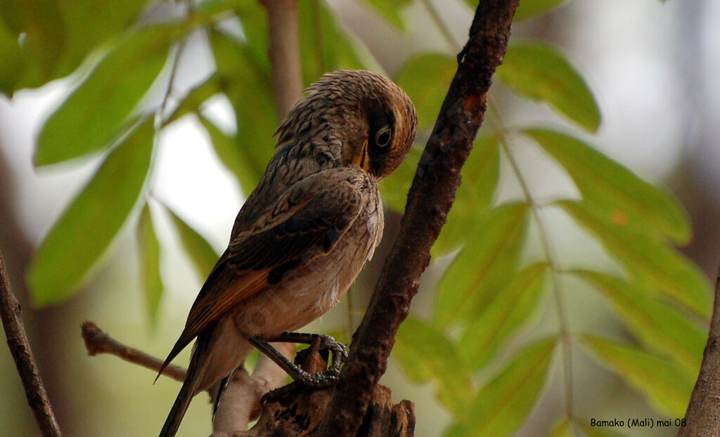 Yellow-billed Shrike