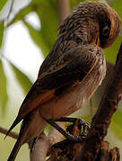 Yellow-billed Shrike