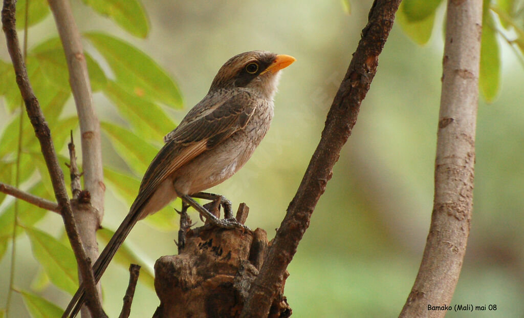 Yellow-billed Shrike