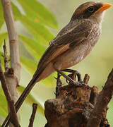 Yellow-billed Shrike