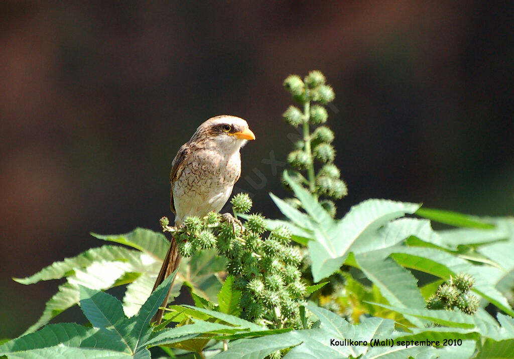 Yellow-billed Shrikeadult