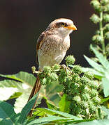 Yellow-billed Shrike