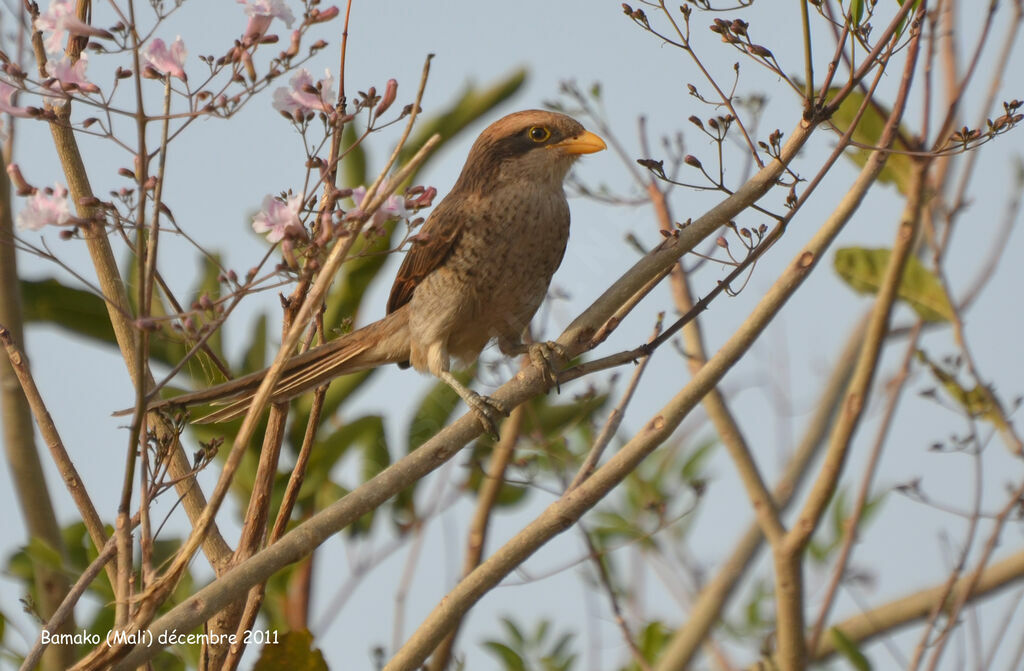 Yellow-billed Shrikeadult, identification