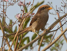 Yellow-billed Shrike