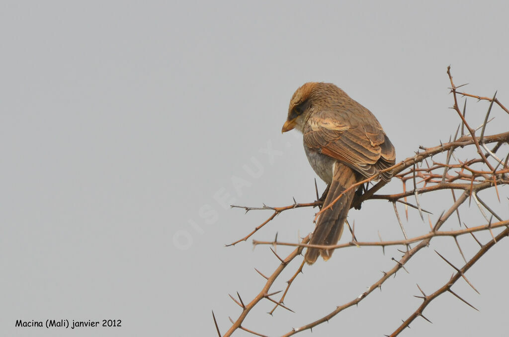 Yellow-billed Shrike