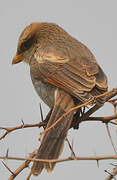 Yellow-billed Shrike