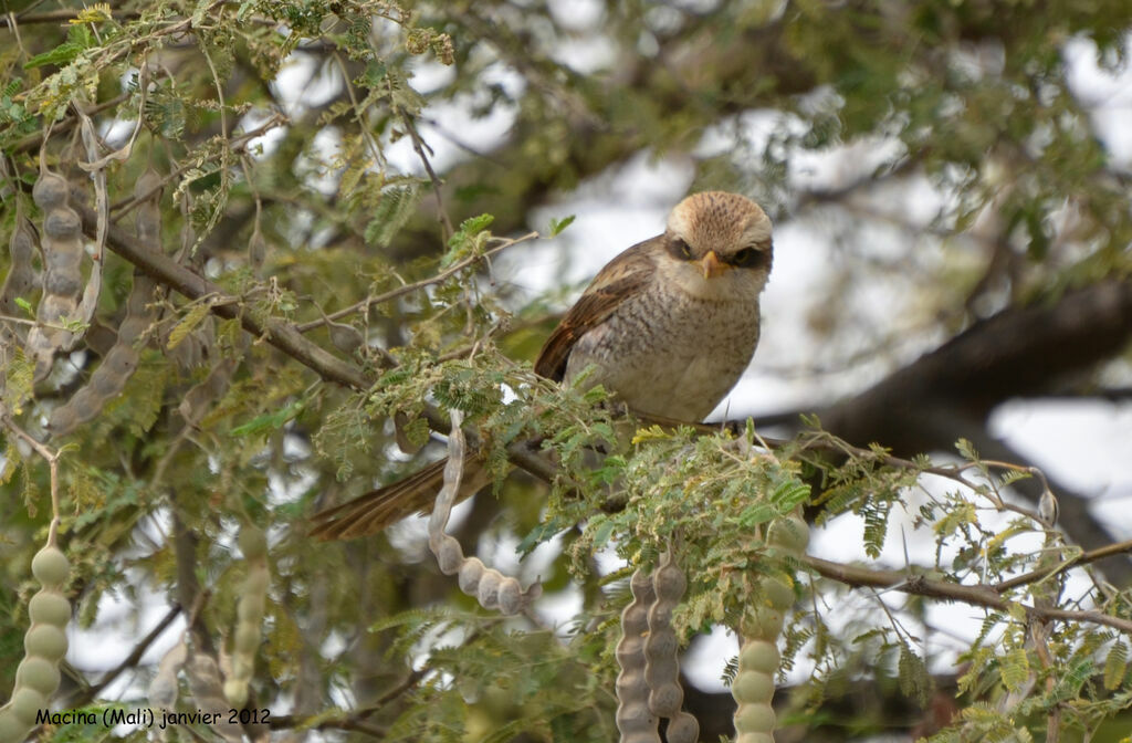 Yellow-billed Shrike