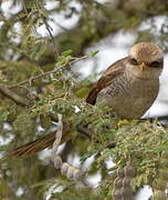 Yellow-billed Shrike