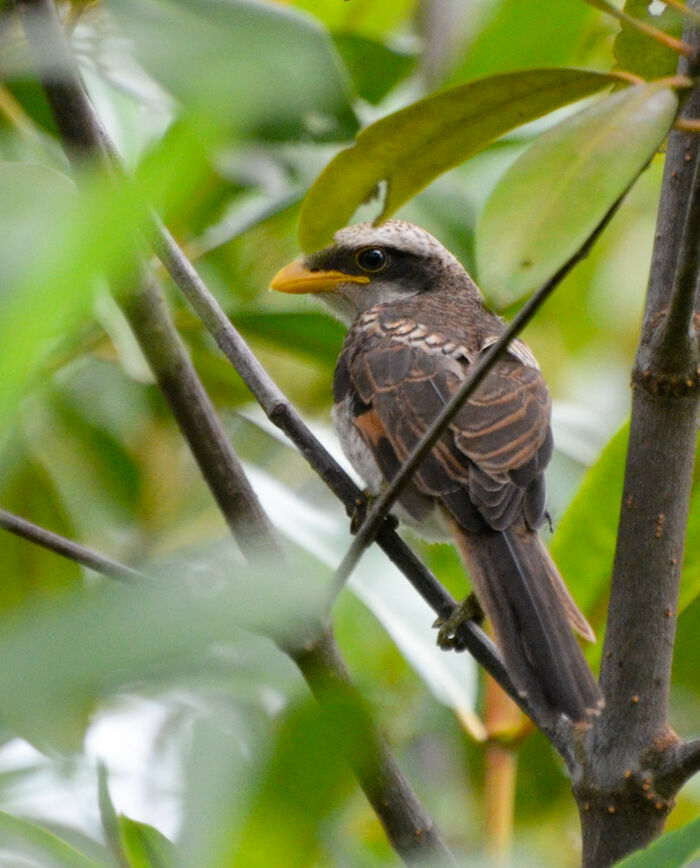 Yellow-billed Shrikeimmature, identification