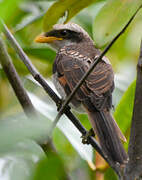 Yellow-billed Shrike